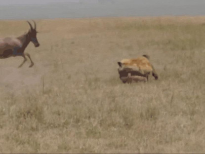  - 2 linh dương liều lĩnh tấn công linh cẩu giải cứu con non