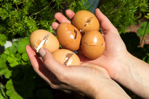 Chôn 1 quả trứng dưới đáy chậu, 3 ngày sau cây lớn nhanh thần tốc, hoa tuôn như suối - 3