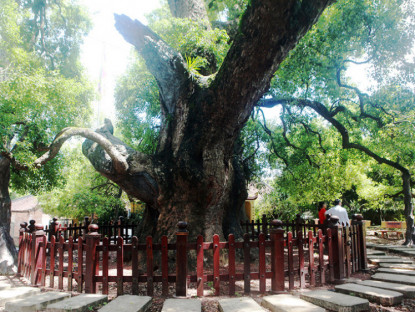  - Ngắm “cụ” dã hương đại thụ lớn nhất thế giới ở Bắc Giang