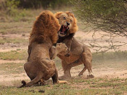 Hai sư tử đực đại chiến tranh giành sư tử cái