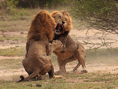  - Hai sư tử đực đại chiến tranh giành sư tử cái