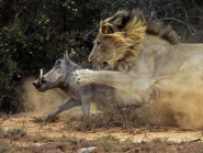 Rượt đuổi gay cấn, cặp sư tử triệt hạ lợn rừng