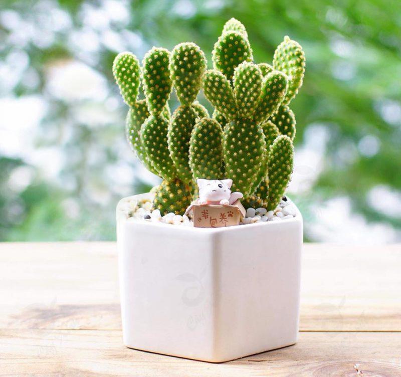 Top 30+ loại cây cảnh trong nhà đẹp nhất theo ý nghĩa phong thủy - 22