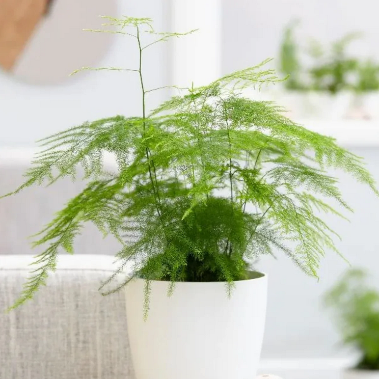 Top 30+ loại cây cảnh trong nhà đẹp nhất theo ý nghĩa phong thủy - 8
