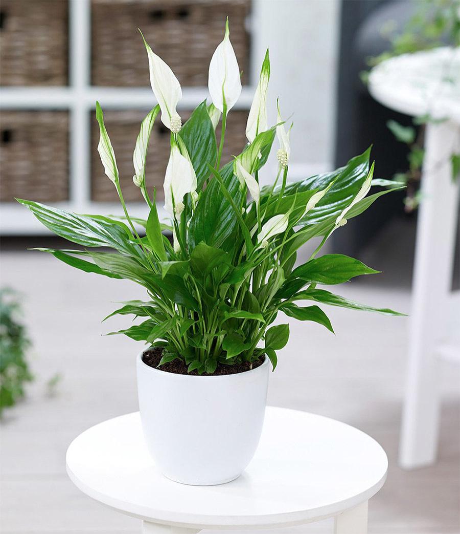 Top 30+ loại cây cảnh trong nhà đẹp nhất theo ý nghĩa phong thủy - 4