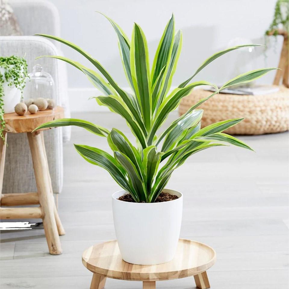 Top 30+ loại cây cảnh trong nhà đẹp nhất theo ý nghĩa phong thủy - 24