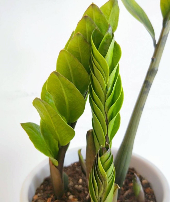 Cây kim tiền ngả vàng do sai 4 điều này, khắc phục được lá xanh, càng nuôi càng có giá - 3