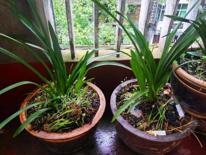 Trồng lan với công thức sau, bạn sẽ thấy lá sẽ căng bóng như bôi mỡ, hoa thơm nức - 2