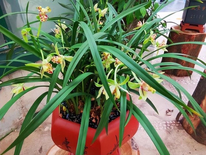 Trồng lan với công thức sau, bạn sẽ thấy lá sẽ căng bóng như bôi mỡ, hoa thơm nức - 3