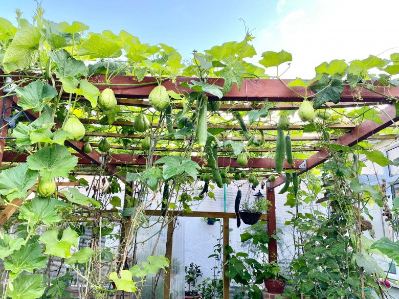 Bố đảm đắp chăn cho rau, làm vườn Việt giữa trời tây: Trồng 100 loại rau, đầy đủ hơn chợ - 8