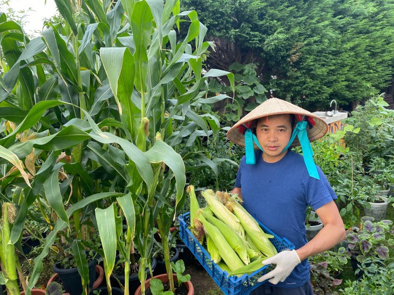 Bố đảm đắp chăn cho rau, làm vườn Việt giữa trời tây: Trồng 100 loại rau, đầy đủ hơn chợ - 5