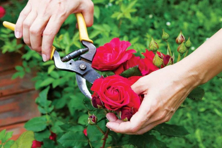 5 loại hoa nhất định phải cắt cành ngay bây giờ, nếu không sau mùa thu bạn sẽ hối hận - 2