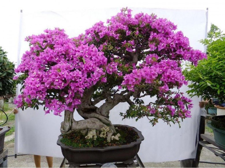 5 loại hoa nhất định phải cắt cành ngay bây giờ, nếu không sau mùa thu bạn sẽ hối hận - 5