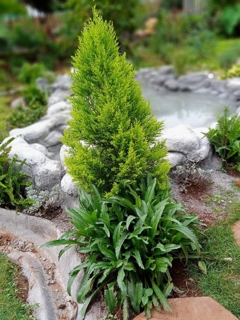 Nhổ tiêu trồng thảo mộc, 8X Pleiku được vườn đẹp như tranh, góc nào cũng thơm nức mũi - 11