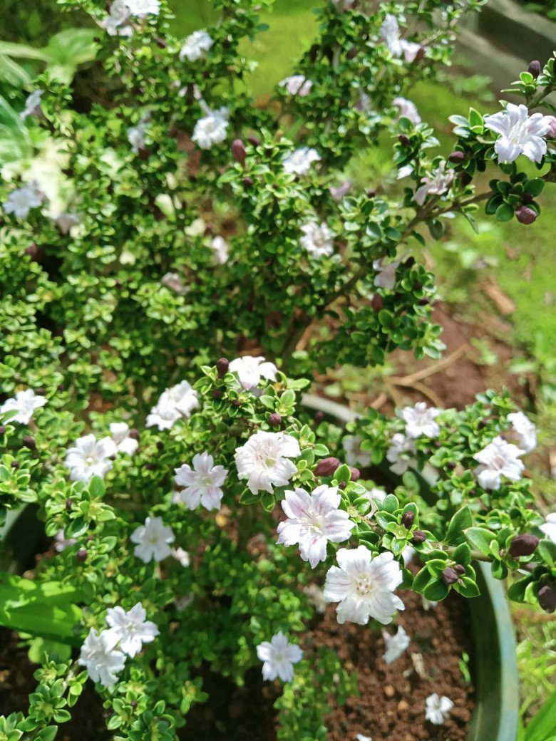 Nhổ tiêu trồng thảo mộc, 8X Pleiku được vườn đẹp như tranh, góc nào cũng thơm nức mũi - 9