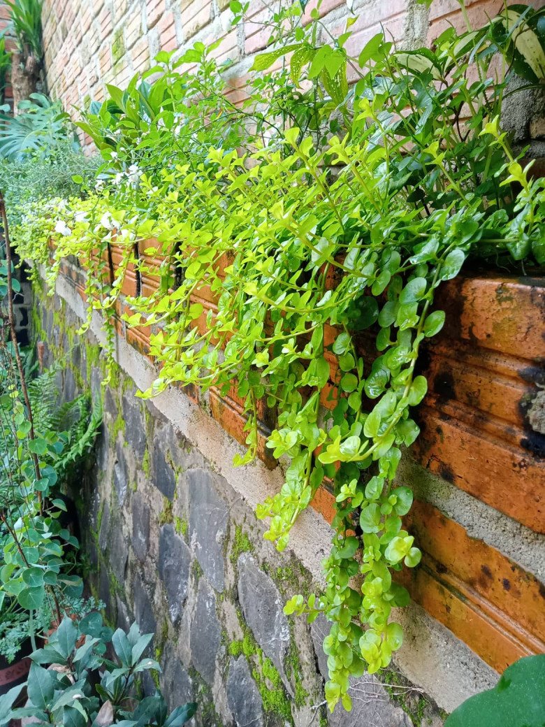 Nhổ tiêu trồng thảo mộc, 8X Pleiku được vườn đẹp như tranh, góc nào cũng thơm nức mũi - 4