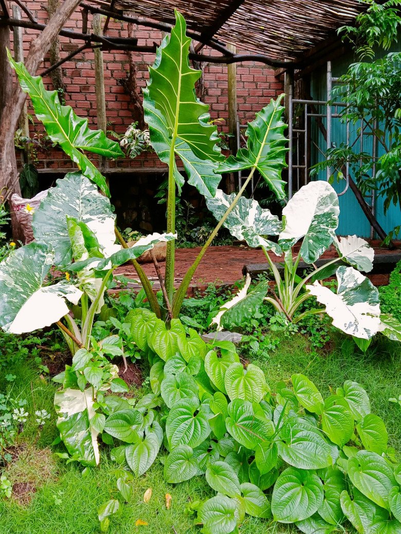 Nhổ tiêu trồng thảo mộc, 8X Pleiku được vườn đẹp như tranh, góc nào cũng thơm nức mũi - 3