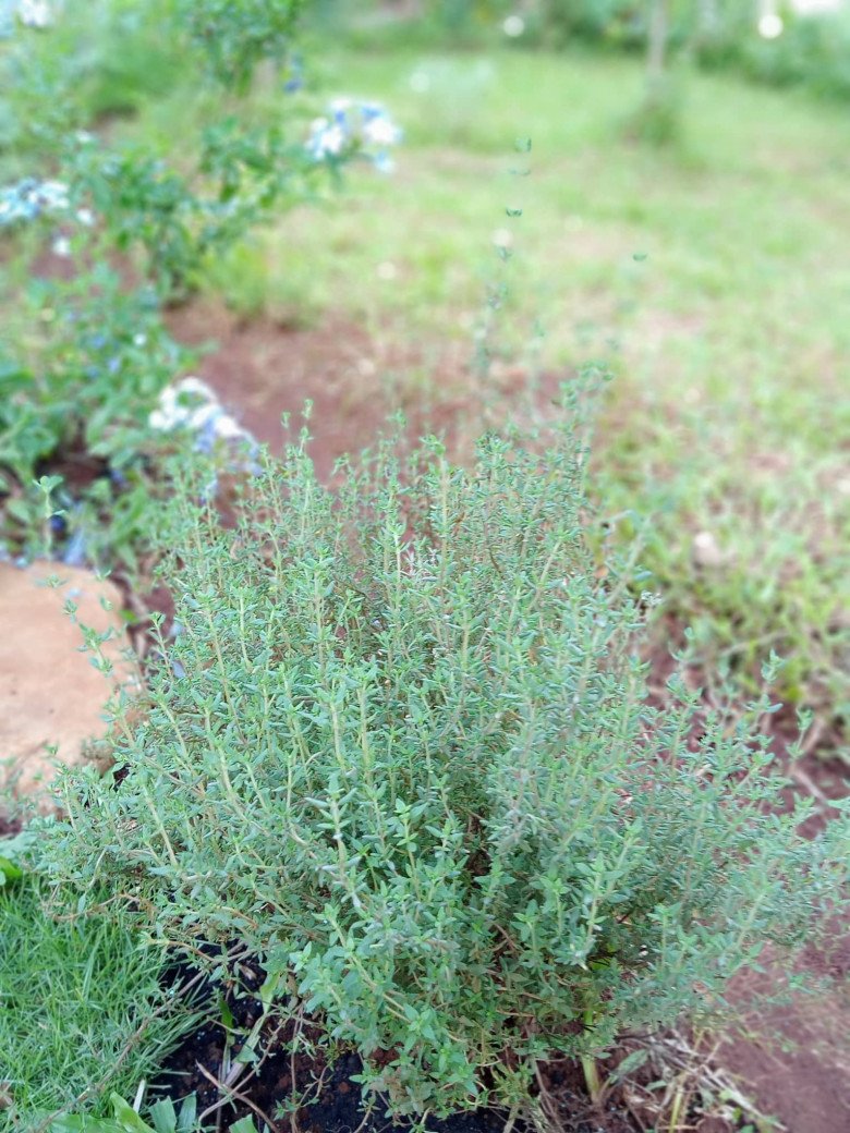 Nhổ tiêu trồng thảo mộc, 8X Pleiku được vườn đẹp như tranh, góc nào cũng thơm nức mũi - 7