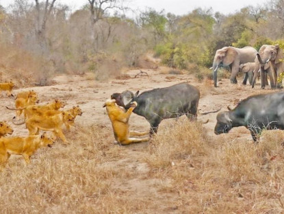Video - Trâu rừng tử chiến giành giật mạng sống giữa hàng chục con sư tử