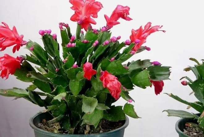 Bắt đầu với 5 loại hoa vào tháng 9, chúng sẽ nở vào mùa đông, chơi tới tận Tết - 3