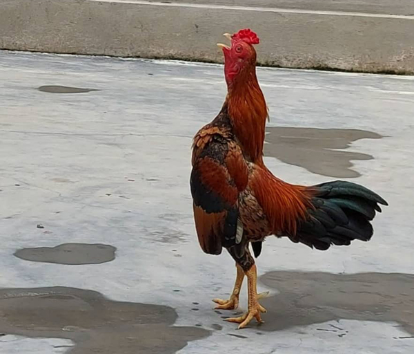 Dân chơi mua loại gà nhỏ tí, giá lên đến cả trăm triệu đồng/con - 3