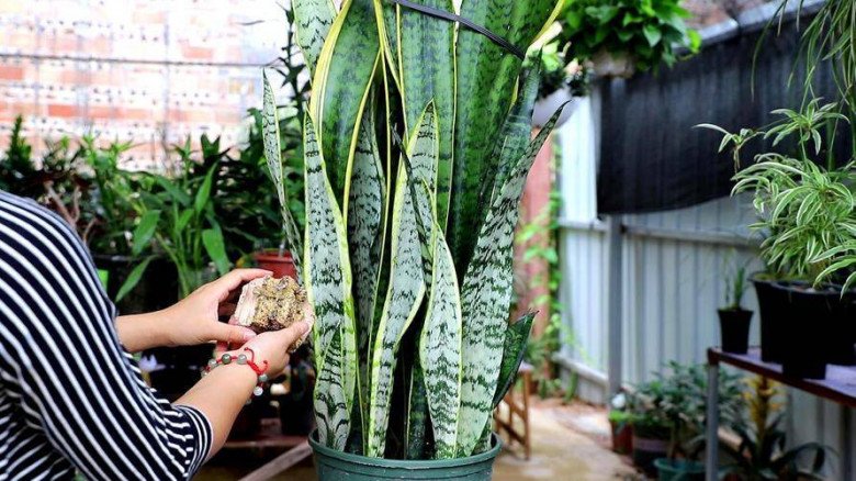 Mùa thu cây lưỡi hổ có 3 “nỗi sợ”, phạm phải lá sẽ vàng, cây không mọc chồi mới - 1