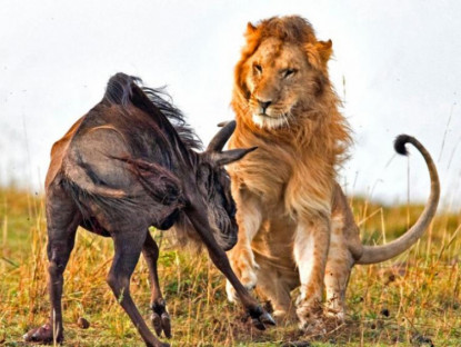 Video - Những khoảnh khắc đáng sợ khi sư tử hạ gục con mồi