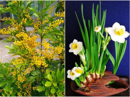Gia đình - 4 loại &quot;hoa thơm nức mũi&quot;, trồng trên ban công mùi thơm nồng nàn như xịt nước hoa