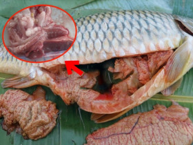 3 bộ phận đắt nhất của con cá “sánh ngang” với tổ yến, người Việt toàn vứt đi, trong đó có thứ là “thần dược” nam giới