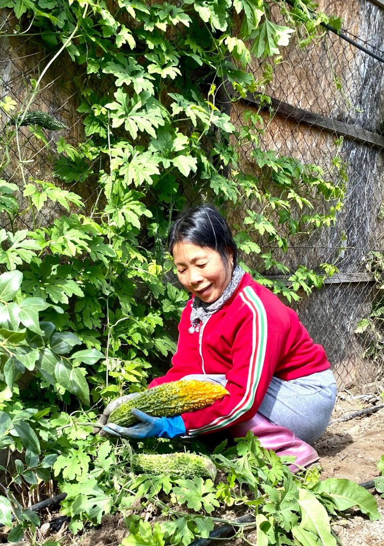 Vườn rau Việt gần 2000m2 của mẹ đảm ở Budapest: Bạn bè nước ngoài ùn ùn ghé thăm, hái rau mang về - 20