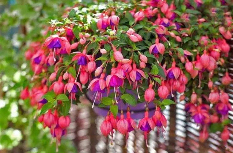 Mùa hè 3 loại hoa này vừa khó trồng vừa dễ mắc sâu bệnh, đừng dại trồng kẻo tiền mất tật mang - 2