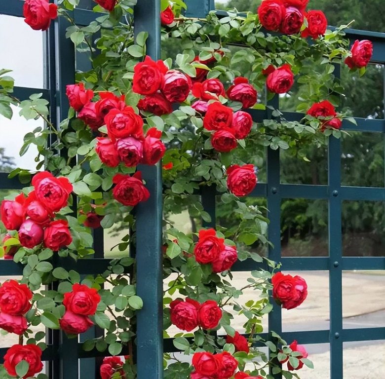 Mùa hè 3 loại hoa này vừa khó trồng vừa dễ mắc sâu bệnh, đừng dại trồng kẻo tiền mất tật mang - 3
