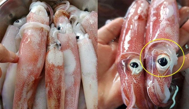 11 cách làm mực xào thập cẩm cùng dưa leo, hành tây ngon giòn, không tanh - 1