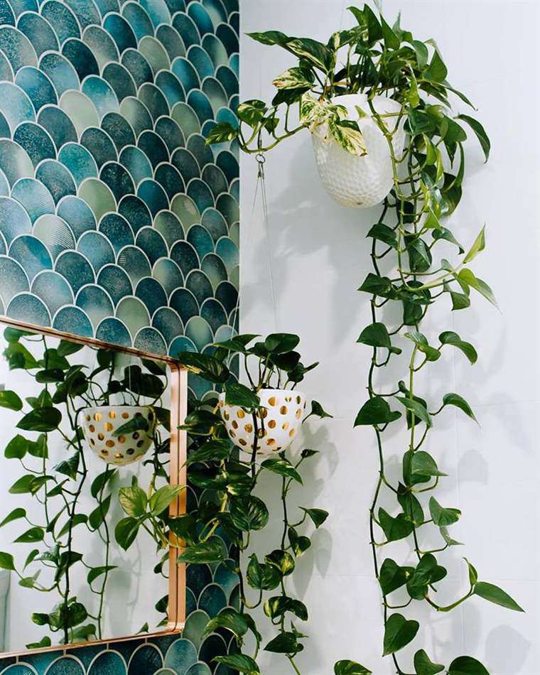 Cây trầu bà hợp với người mệnh nào nhất? Nên đặt ở đâu để “gánh lộc” về nhà? - 1