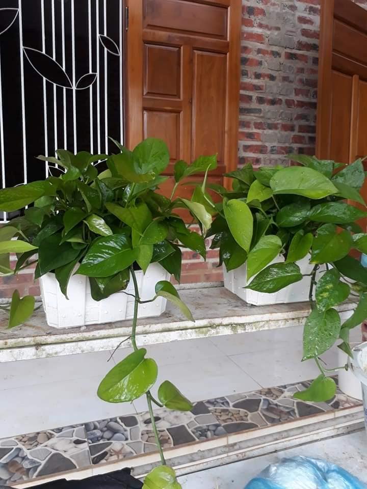 Cây trầu bà hợp với người mệnh nào nhất? Nên đặt ở đâu để “gánh lộc” về nhà? - 3