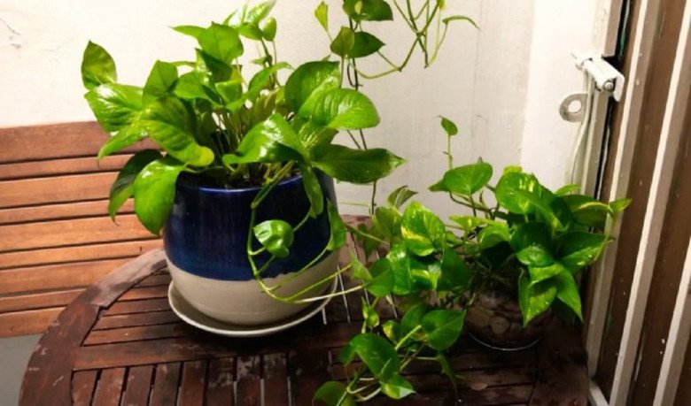 Cây trầu bà hợp với người mệnh nào nhất? Nên đặt ở đâu để “gánh lộc” về nhà? - 4
