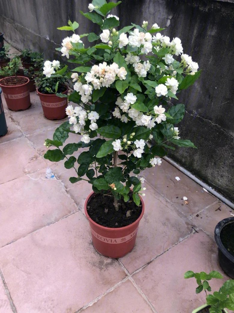 Trồng hoa nhài dùng &#34;3 tuyệt chiêu&#34;, 1 cây nở 400 bông, hương hoa đầy nhà, cứ tàn lại nở - 2