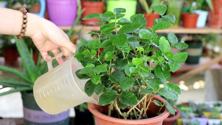 Trồng hoa nhài dùng &#34;3 tuyệt chiêu&#34;, 1 cây nở 400 bông, hương hoa đầy nhà, cứ tàn lại nở - 5
