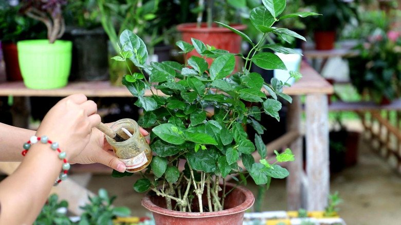 Trồng hoa nhài dùng &#34;3 tuyệt chiêu&#34;, 1 cây nở 400 bông, hương hoa đầy nhà, cứ tàn lại nở - 4