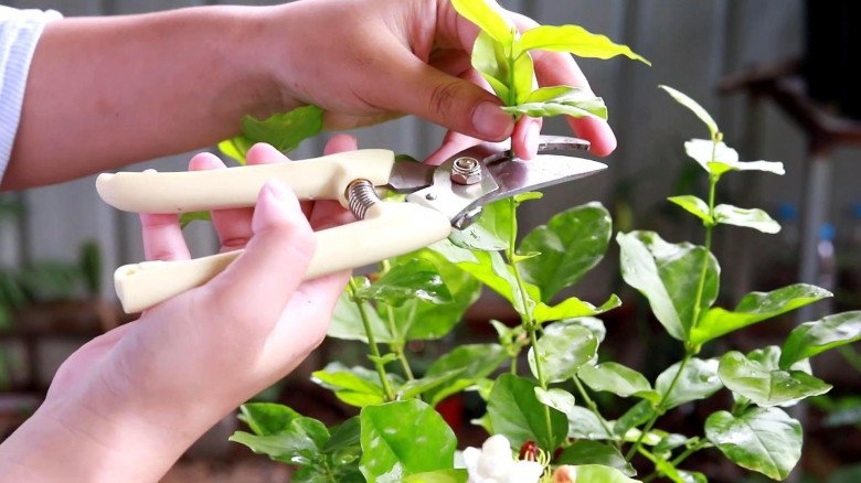 Trồng hoa nhài dùng &#34;3 tuyệt chiêu&#34;, 1 cây nở 400 bông, hương hoa đầy nhà, cứ tàn lại nở - 3