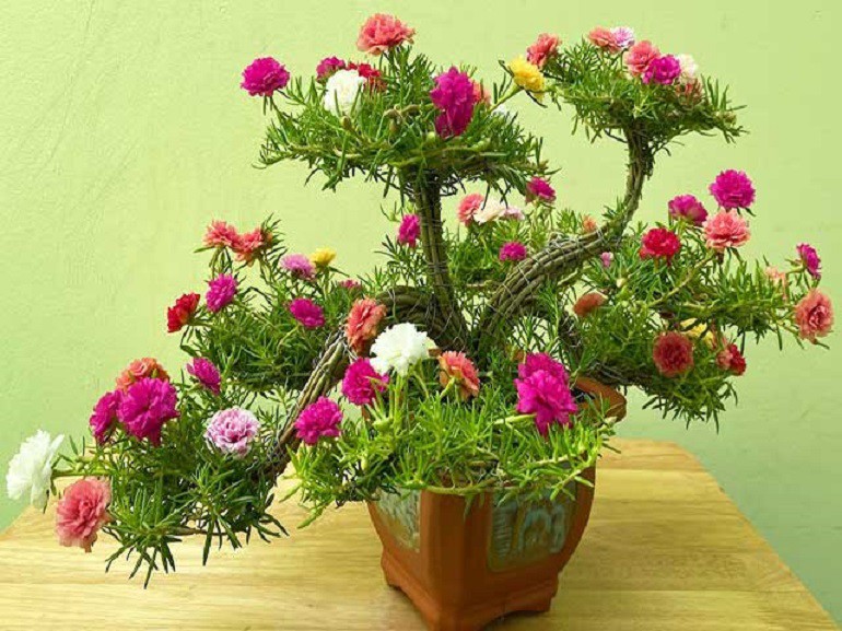 3 loại cây “siêu chảnh”, càng chăm càng khó chiều khó sống, thờ ơ một tháng liền xanh tốt - 3