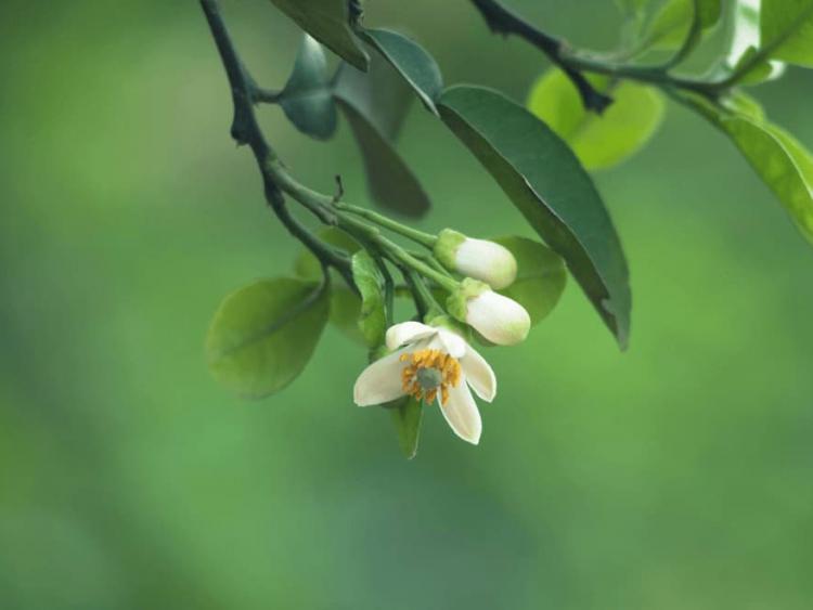 Hương bưởi (Truyện ngắn)