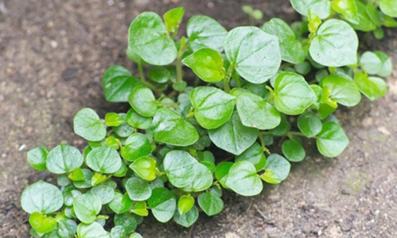 Loại rau từng bị xem như cỏ dại nhiều người toàn nhổ vứt đi thực ra là thuốc quý có thể ngừa ung thư, đem chế biến món ăn cực ngon - 1