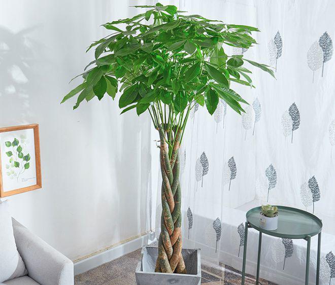 5 loại cây may mắn mùa hè phát triển điên cuồng, đặt ở phòng khách trông vừa bề thế vừa hút tài lộc - 1