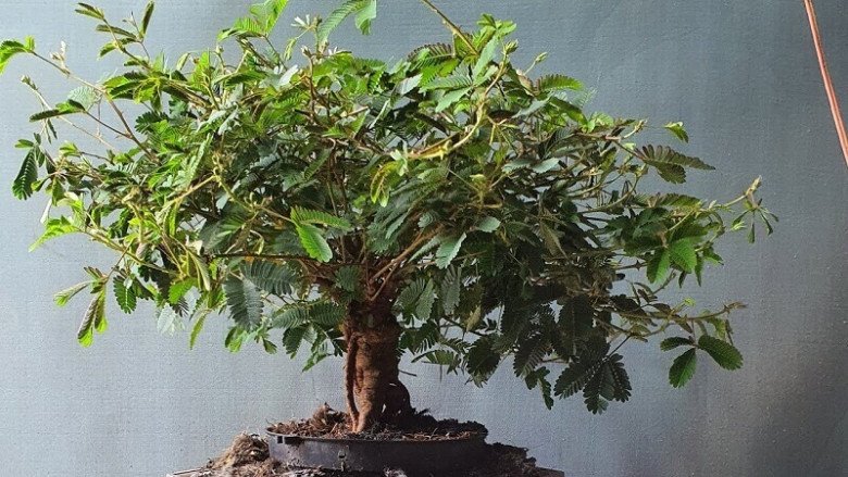 Loại cây mọc dại xưa toàn cuốc bỏ đi, giờ cho vào chậu uốn cành bonsai, chăm 2 tháng bán 500.000 đồng/cây - 4