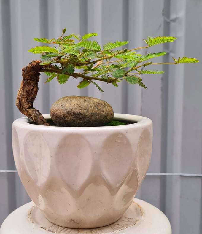 Loại cây mọc dại xưa toàn cuốc bỏ đi, giờ cho vào chậu uốn cành bonsai, chăm 2 tháng bán 500.000 đồng/cây - 3
