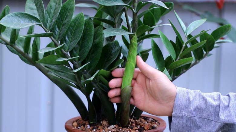 Trồng mãi cây kim tiền không mọc mầm, dùng một chiêu này chồi non bật liên tục, thậm chí ra hoa - 3