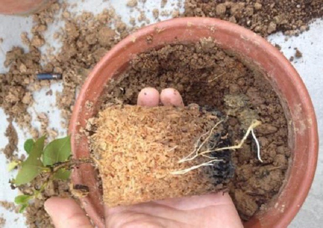 Đặt thứ này dưới đáy chậu, trồng cây 10 năm không lo rễ thối, hoa nở hết vụ này đến vụ khác - 6