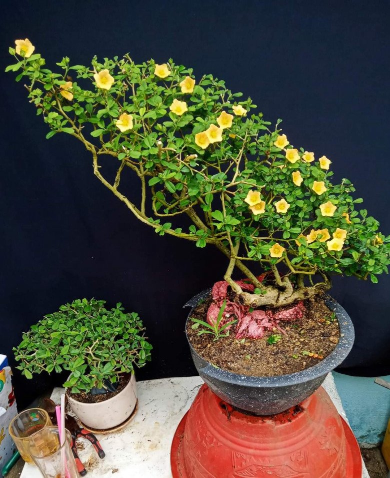 Loại hoa xưa mọc bờ bụi, nay cho vào chậu làm cảnh, trồng một cây trong vườn có thể bán 10 triệu đồng - 2