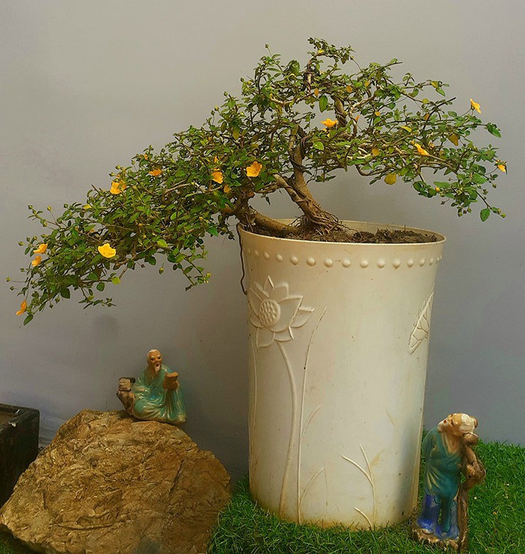 Loại hoa xưa mọc bờ bụi, nay cho vào chậu làm cảnh, trồng một cây trong vườn có thể bán 10 triệu đồng - 3
